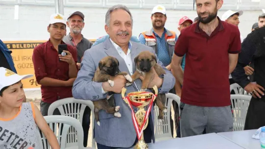 Anadolu Çoban Köpekleri Güzellik Yarışması
