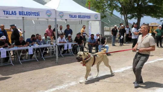 Anadolu Çoban Köpekleri Güzellik Yarışması