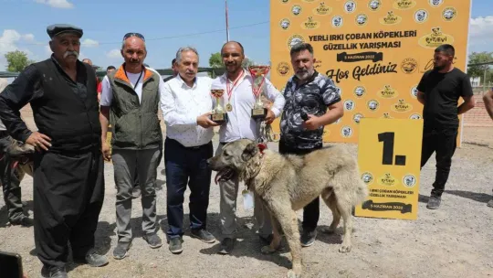 Anadolu Çoban Köpekleri Güzellik Yarışması