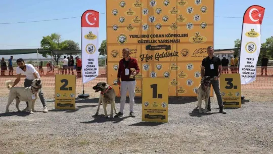 Anadolu Çoban Köpekleri Güzellik Yarışması