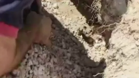 Anne köpek, yavrularını kurtarmak için ağlamış