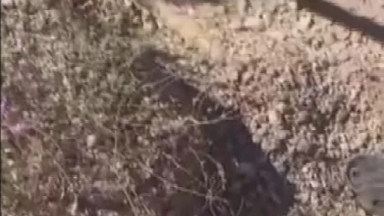 Anne köpek, yavrularını kurtarmak için ağlamış