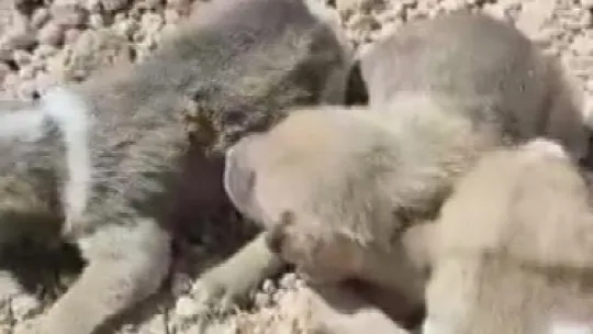 Anne köpek, yavrularını kurtarmak için ağlamış