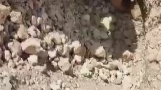 Anne köpek, yavrularını kurtarmak için ağlamış