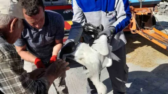 Ayağına ip dolanan yavru leylek kurtarıldı