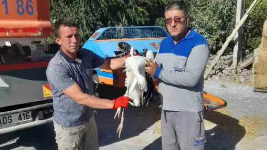 Ayağına ip dolanan yavru leylek kurtarıldı