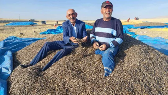 Ayçiçeği hasadı çiftçinin yüzünü güldürdü
