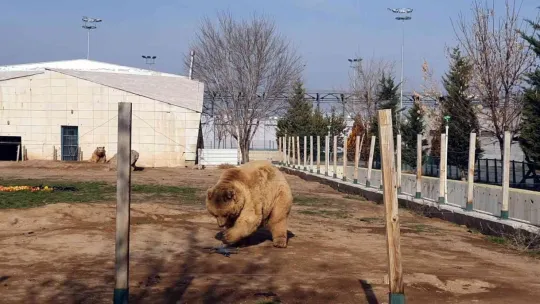Ayıların dron ile imtihanı: Pervanesiyle oynadılar