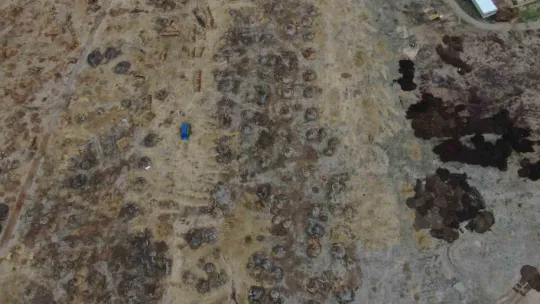 Beklenen yağış olmadı, kamış alanları yarı yarıya azaldı