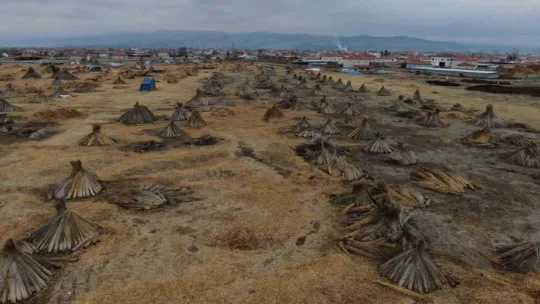 Beklenen yağış olmadı, kamış alanları yarı yarıya azaldı