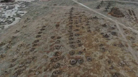 Beklenen yağış olmadı, kamış alanları yarı yarıya azaldı