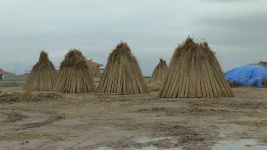 Beklenen yağış olmadı, kamış alanları yarı yarıya azaldı