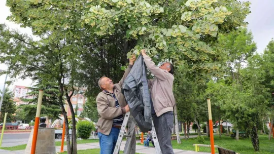 Belediye ağacını dikti, vatandaşlar ücretsiz ıhlamura ulaştı
