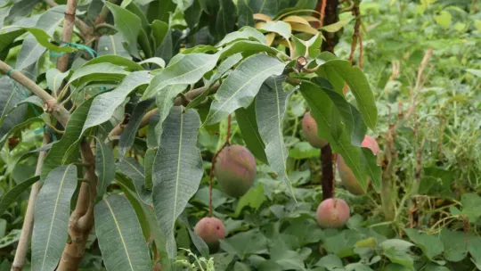 Bir ağacından 190 bin TL gelir sağlanan mango üreticinin yeni gözdesi