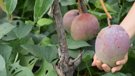 Bir ağacından 190 bin TL gelir sağlanan mango üreticinin yeni gözdesi