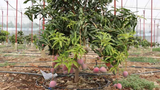 Bir ağacından 190 bin TL gelir sağlanan mango üreticinin yeni gözdesi