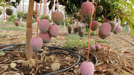 Bir ağacından 190 bin TL gelir sağlanan mango üreticinin yeni gözdesi