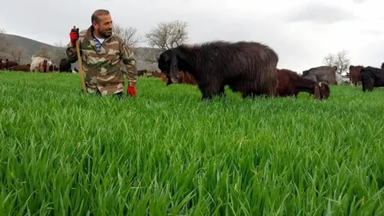 Bir çift keçi ile başladı, çiftlik kurdu