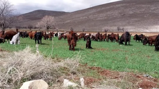 Bir çift keçi ile başladı, çiftlik kurdu