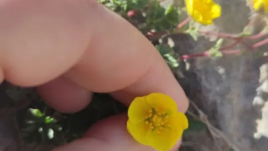 Bu çiçek dünyada sadece Aladağlar çevresinde görülüyor