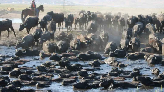 Burası Afrika değil Kayseri
