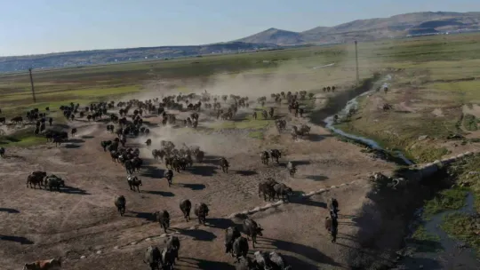 Burası Afrika değil Kayseri