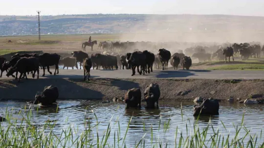Burası Afrika değil Kayseri