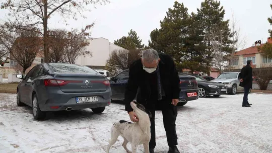 Büyükşehir, 1 Yılda 10 Bin Sokak Hayvanına Sahip Çıktı