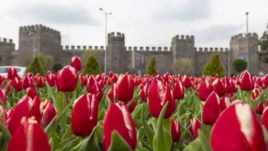 3 milyon çiçek Kayseri'yi renklendirecek