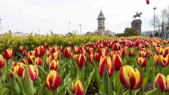 3 milyon çiçek Kayseri'yi renklendirecek