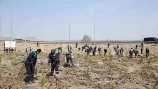 Büyükşehir, baharın gelmesiyle fidan dikimine başladı