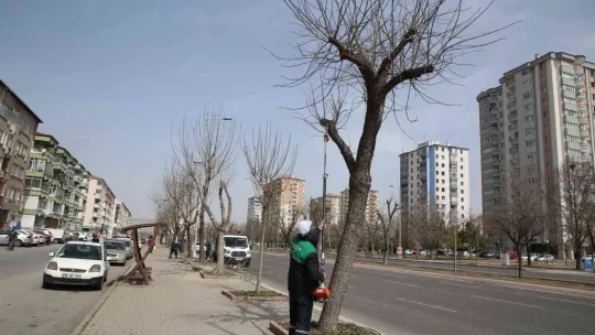 Büyükşehir, baharın gelmesiyle fidan dikimine başladı