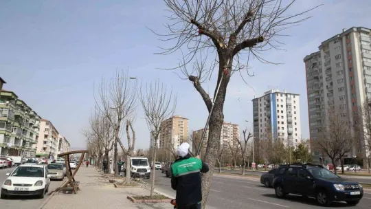 Büyükşehir, baharın gelmesiyle fidan dikimine başladı