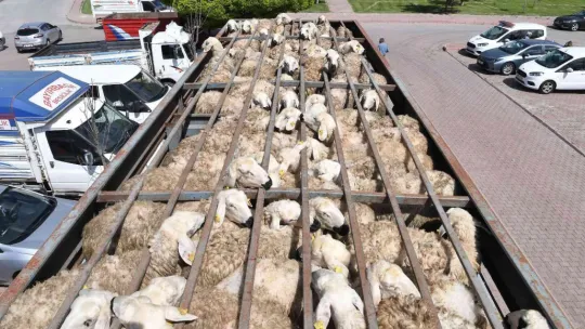 Büyükşehir'in tarım ve hayvancılığa destek tutarı 24 milyon TL'ye ulaştı