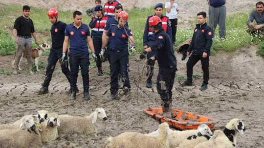 Büyükşehir İtfaiyesi bataklıktaki 30 koyunu 2 saatte kurtardı