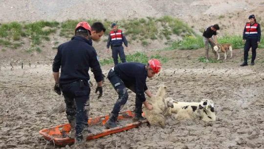 Büyükşehir İtfaiyesi bataklıktaki 30 koyunu 2 saatte kurtardı