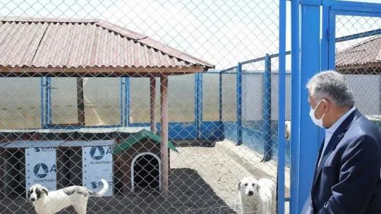 Büyükşehirden sokak hayvanları için 48 ton mama desteği