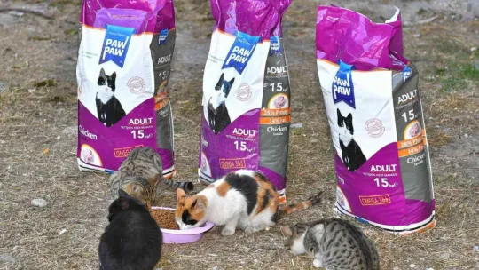 Büyükşehirden sokak hayvanları için 48 ton mama desteği
