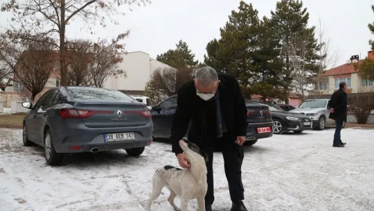 Büyükşehirden sokak hayvanları için 48 ton mama desteği