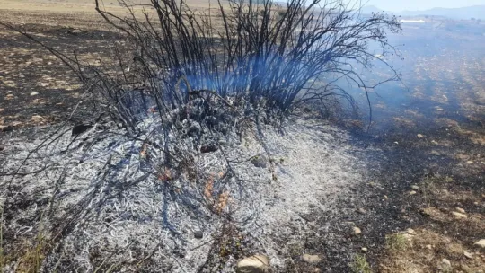 Çevreye atılan cam anız yangınına sebep oluyor