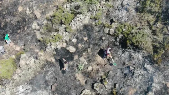 Çevreye atılan cam anız yangınına sebep oluyor