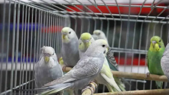 Depremden sonra muhabbet kuşlarının satışı patladı