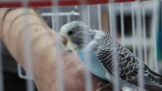 Depremden sonra muhabbet kuşlarının satışı patladı
