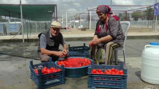Domatesler kışlık salça için kaynadı