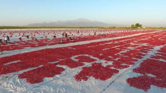 Erciyes'in etekleri kırmızıya boyandı
