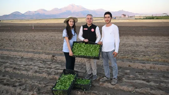 Genç çiftçiler Erciyes'in eteğinde marul üretiyor