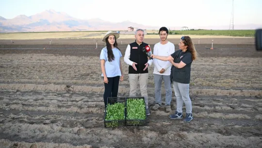 Genç çiftçiler Erciyes'in eteğinde marul üretiyor