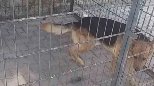 Saldırgan köpeğin bakıcısına işlem yapıldı