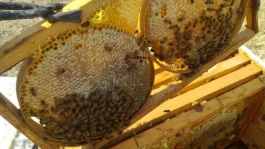 Hacılar balı 'Hacılarım Süzme Çiçek Balı' markası ile tüketiciye sunuldu