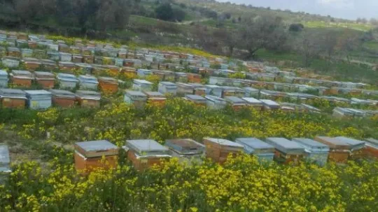 Hacılar balı 'Hacılarım Süzme Çiçek Balı' markası ile tüketiciye sunuldu